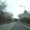영랑호 벚꽃~ 이미지
