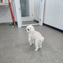 도그천사 | 인천애견미용 [도그도담]
