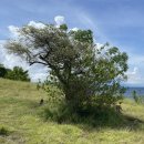 핑크비치 이미지