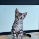 냥린이네 이미지