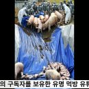 고양시청 이동환시장 쯔양 가짜뉴스 사이버렉카에 괴로움을 호소하다 국민의소리 이미지