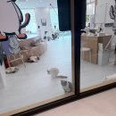 씨유 동성로SK리더스뷰점 | 대구 동성로 아이랑 가기 좋은 곳, 고양이와 힐링한 주말 고양이 카페 ‘캣플헤븐’ 방문 후기