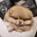 버디독 강아지분양 안심분양센터 서울 영등포점 이미지