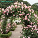 스트로베리힐 이미지