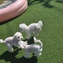 GPS 애견학교 이미지