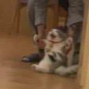 에이피유 이미지