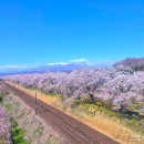 센다이 | 일본 벚꽃 명소 후기｜미야기현 벚꽃, 센다이 벚꽃, 후쿠시마현 벚꽃