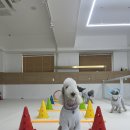 가치있개 반려견 유치원 이미지