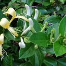 금은조제 이미지