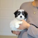 퍼피로운 이미지