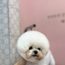 피카소 동물병원 미용 이미지