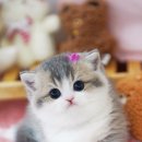 강남고양이분양 스타돌스 이미지