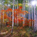 자작나무 이미지