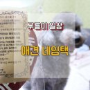 [구름이 일상] 야광필름 부착된 애견 네임택으로 구름이 산책 스킬 업!