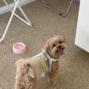 퍼피랜드 | 광교 루프탑 애견카페 뚜뚜랜드 방문기 | 짐 없이 가도 편안한 광교 애견동반 놀이터 추천