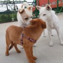 행복짜장 이미지