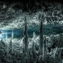 나무물고기 이미지