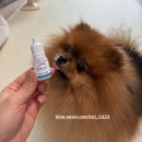 엘동물병원 | 강아지 탁망 관리 [엘녹스 강아지 아이드롭] Elnox 아이드롭 강아지 눈물자국 제거 후기