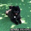 공주네 펫시터 이미지