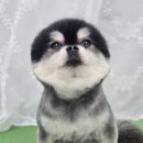 도그도담 이미지