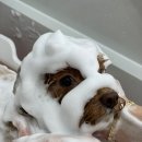 블링블링하개 이미지