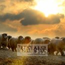 관성목장 이미지