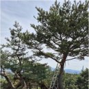 솔조경 네이버블로그