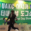 킴스애견미용 이미지