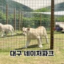 네이처파크 대구 동물원 백사자 관람후기