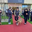 육군 군견훈련소 이미지