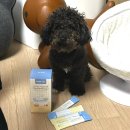 베베시오 이미지