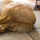 귀여워 강아지 이미지