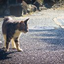 (구)청도읍사무소 앞 | 복권 당첨으로 유명한 작은 신사
