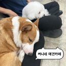 강아지천국 | 써니네애견카페ㅣ홍대 데이트 장소 추천, n번째 방문하는 강아지 천국 찐단골 후기