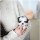 애견천사들
