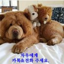 젠틀맨카용인