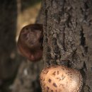 이원농장 이미지