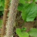 산골짜기산약초