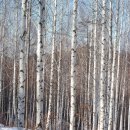자작나무 숲 이미지