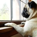 강아지집 이미지