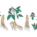 백삼농장 이미지