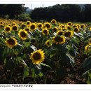 김경숙농장 이미지