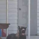 휴먼앤독 이미지