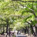 비둘기공원2 이미지