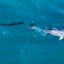 돌고래공인중개사사무소 이미지