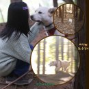 멍멍이 날다 이미지