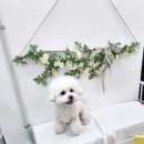 늘봄펫살롱