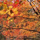 유명산 .안성 서운산 석남사.여주 신륵사 가을 풍경 이미지