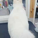 멍스바스 이미지