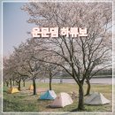 운문댐하류보3 | 노지 캠핑 명소 청도 운문댐 하류보 벚꽃캠 후기
